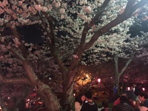 桜9